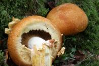 Gymnopilus junonius/Gimnópilo notable, Egur-ziza bikaina